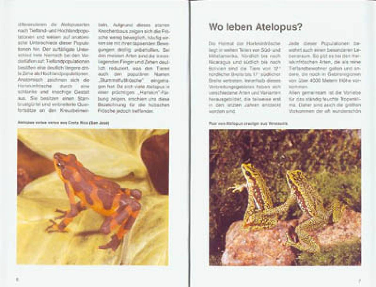 Harlekinfrösche der Gattung Atelopus
